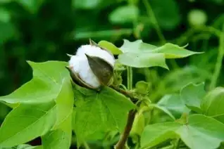 Cotton